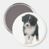 Aimant Berger Australien chiot Aussie (Recto/Verso)
