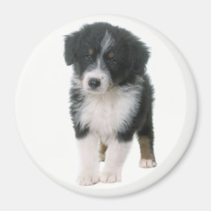 Aimant Berger Australien chiot Aussie