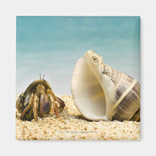 Aimant Bernard l'ermite regardant une plus grande