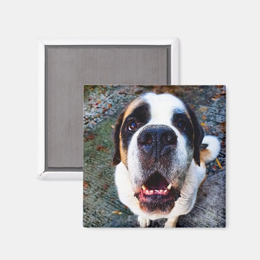 Aimant Bernhadine (Recto/Verso)