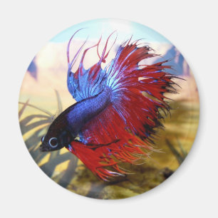 Aimant Bêtas poissons