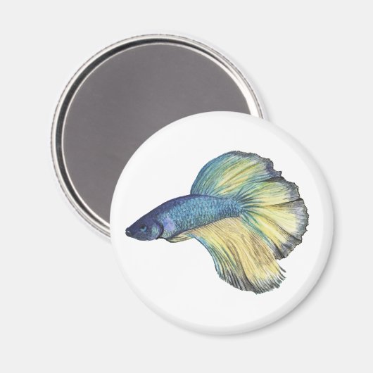 Aimant Betta fish (Recto/Verso)
