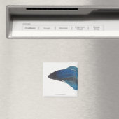 Aimant Betta Fish ou Homme Blue Siamese Poisson combattan (In Situ (Lave-vaisselle))