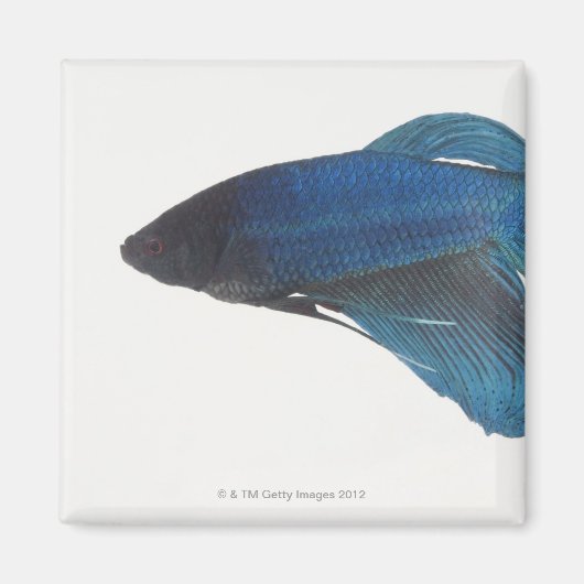 Aimant Betta Fish ou Homme Blue Siamese Poisson combattan (Devant)