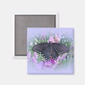 Aimant Beurre à queue épicée femelle (Recto/Verso)