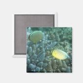 Aimant Beurre rouge (Chaetodon lunulatus) (Recto/Verso)