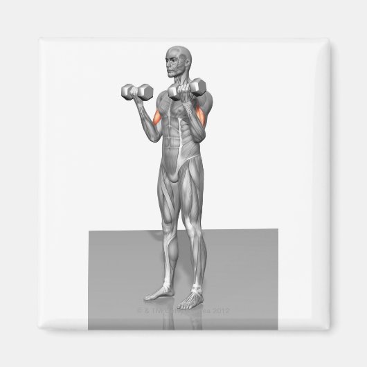 Aimant Biceps debout Curl 2 (Devant)