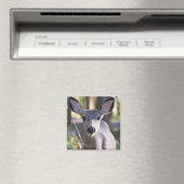 Aimant Biche à queue noire de Colombie | État de Washingt (In Situ (Lave-vaisselle))