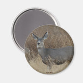 Aimant Biche de cerf mulet D14 (Recto/Verso)