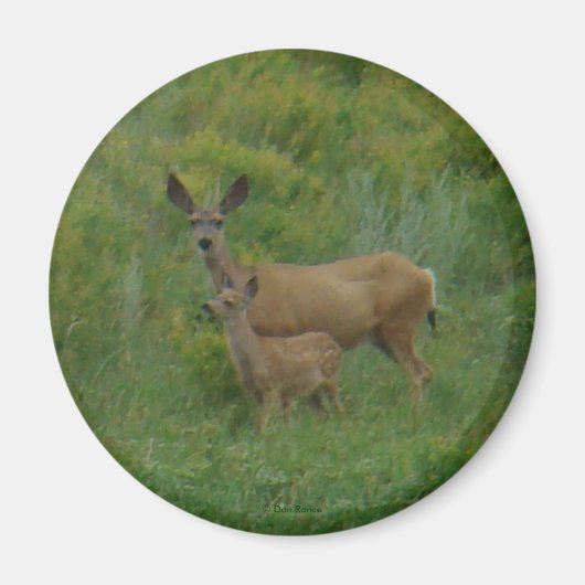 Aimant Biche et faon de cerf mulet D5 (Devant)