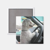 Aimant bichon (Recto/Verso)
