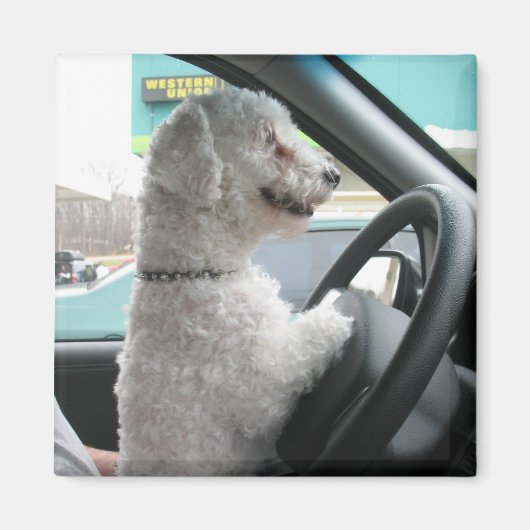 Aimant bichon (Devant)