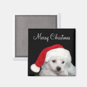 Aimant Bichon Frise Christmas (Recto/Verso)