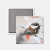Aimant Bickadee en hiver (Recto/Verso)