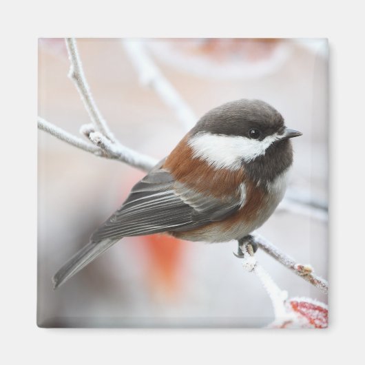 Aimant Bickadee en hiver (Devant)