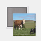 Aimant Bien que les vaches et les chiens soient différent (Recto/Verso)