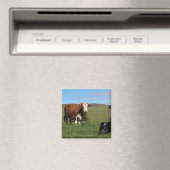 Aimant Bien que les vaches et les chiens soient différent (In Situ (Lave-vaisselle))