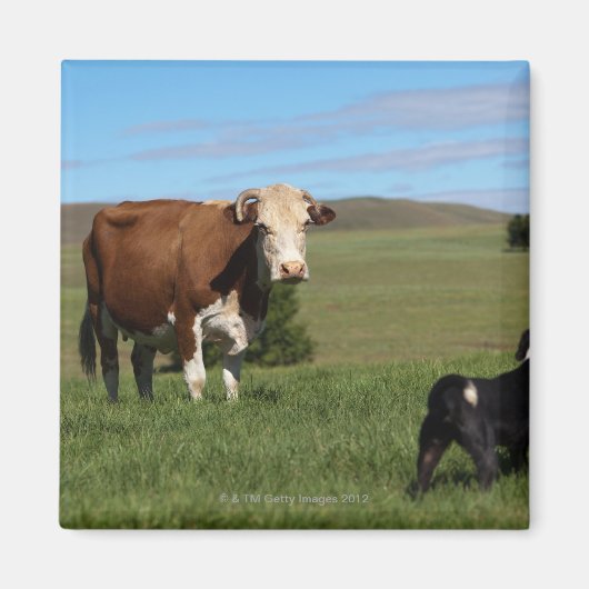 Aimant Bien que les vaches et les chiens soient différent (Devant)