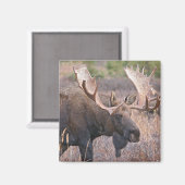 Aimant Big Bull Moose (Recto/Verso)