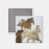 Aimant Big Horn Mountains, Chevaux courant dans la neige (Recto/Verso)