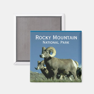 Aimant Bighorn Sheep