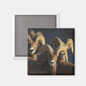 Aimant Bighorn Sheep (Recto/Verso)
