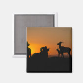 Aimant Bighorn Sheep (Recto/Verso)