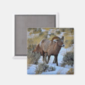 Aimant Bighorn Sheep Photo Neige (Recto/Verso)