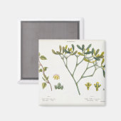 Aimant Birch (à gauche) et Mistletoe (à droite), fig. 9 e (Recto/Verso)