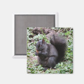 AIMANT BIRCH BAY SQUIRREL (Recto/Verso)