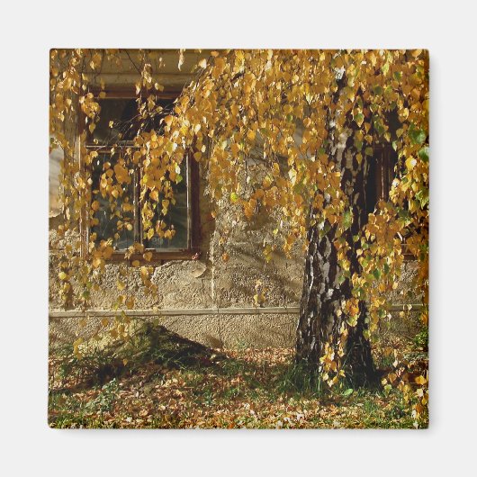 Aimant Birch En Automne (Devant)