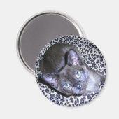 Aimant birman (Recto/Verso)