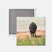 Aimant Bison à l'eau (Recto/Verso)