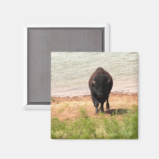 Aimant Bison à l'eau (Recto/Verso)