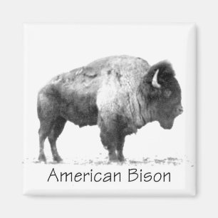 Aimant Bison américain