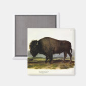 Aimant Bison américain, ou bison (bison) - Audubon (Recto/Verso)