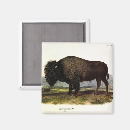 Aimant Bison américain, ou bison (bison) - Audubon (Recto/Verso)