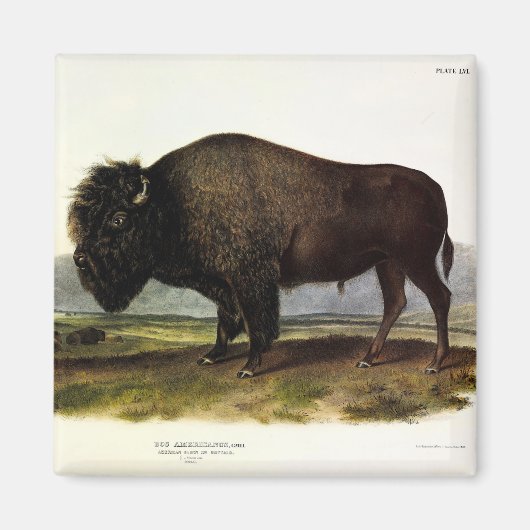 Aimant Bison américain, ou bison (bison) - Audubon (Devant)
