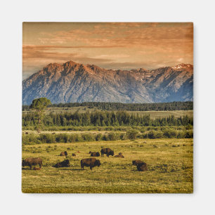 Aimant Bison au lever de soleil
