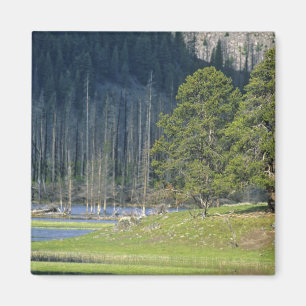 Aimant Bison avec son veau au Parc national de Yellowston