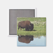 Aimant Bison (Bison Bison) Sur Le pré Grassy (Recto/Verso)