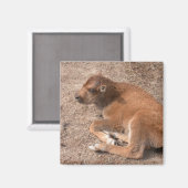 Aimant Bison Calf (Recto/Verso)