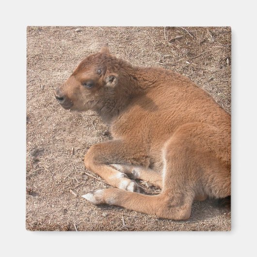 Aimant Bison Calf (Devant)