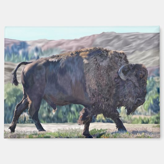 Aimant Bison d'Amérique errant dans un cadre de prairie (Recto)