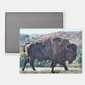 Aimant Bison d'Amérique errant dans un cadre de prairie (Recto/Verso)
