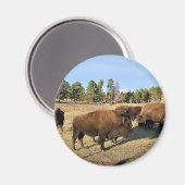 Aimant Bison dans le Colorado (Recto/Verso)