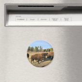 Aimant Bison dans le Colorado (In Situ (Lave-vaisselle))