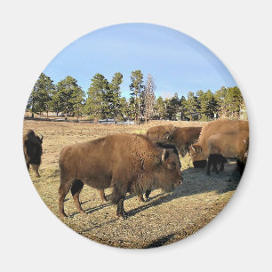 Aimant Bison dans le Colorado