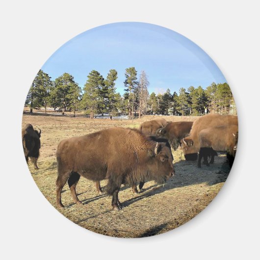 Aimant Bison dans le Colorado (Devant)