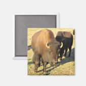 Aimant Bison dans le Colorado (Recto/Verso)